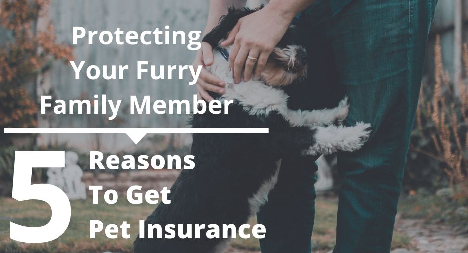 How to Choose the Right Pet Insurance for Your Furry Friend