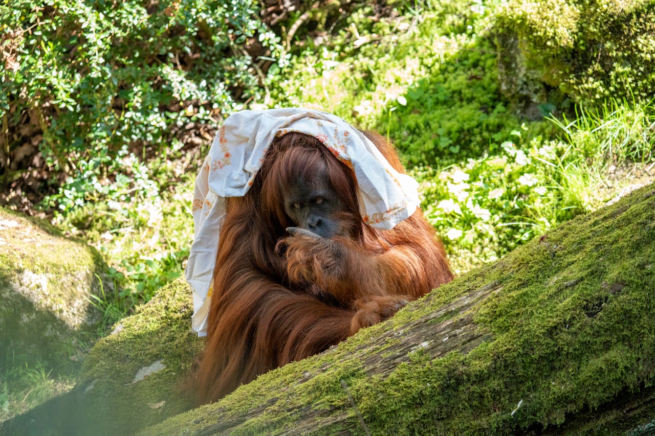 Fauna Hutan Hujan Tropis di Indonesia